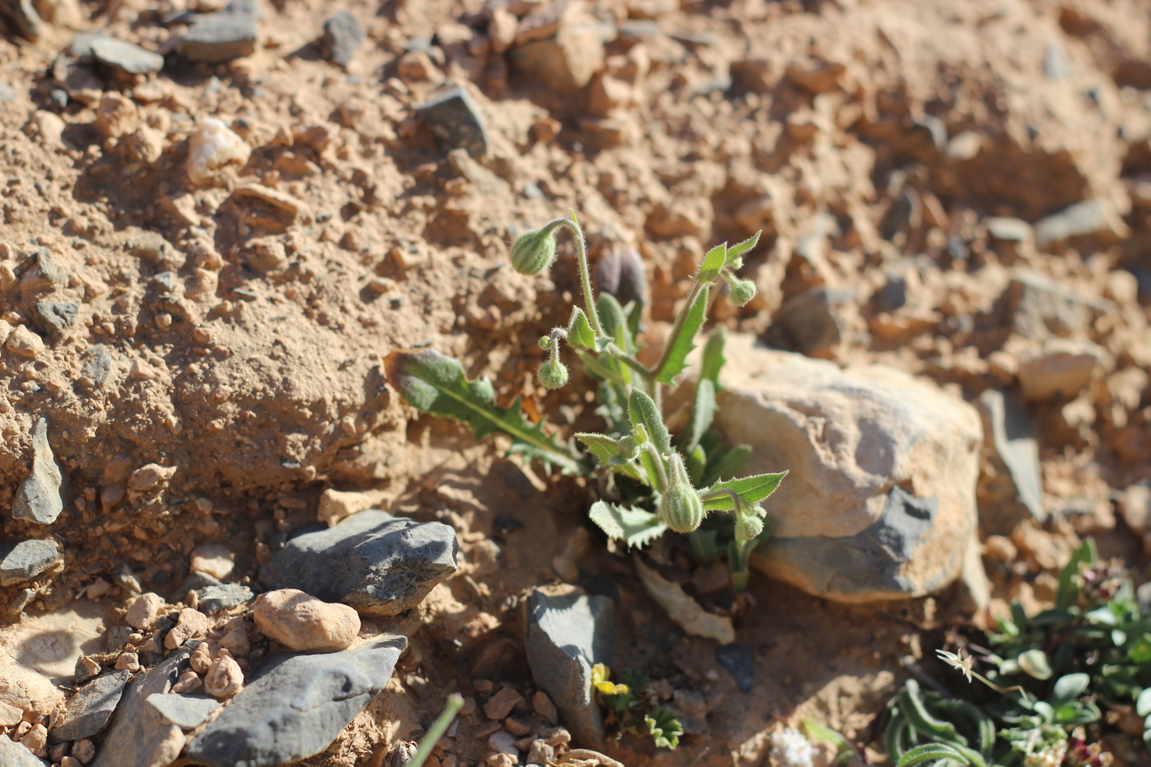 Plant Image